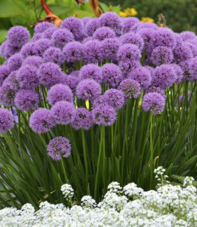 Allium 'Lavender Bubbles' 